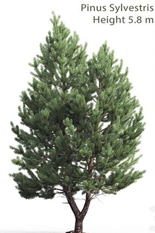 Pine