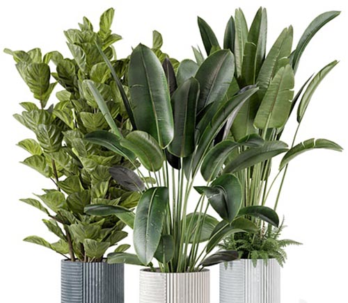 Indoor Planters in Cecilia Ficonstone Pot - Set 409