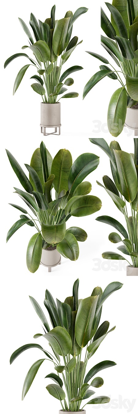 Indoor Plants in Ferm Living Bau Pot Large - Set 378