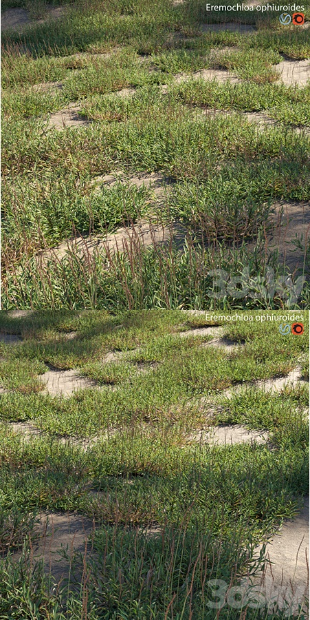 Eremochloa ophiuroides - wild