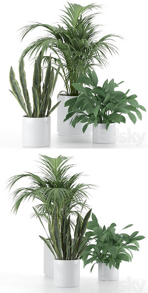 Plant-Set-001