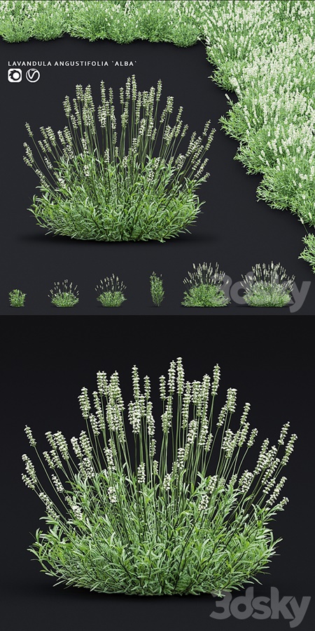 Lavender angustifolia flowers | Lavandula angustifolia Alba