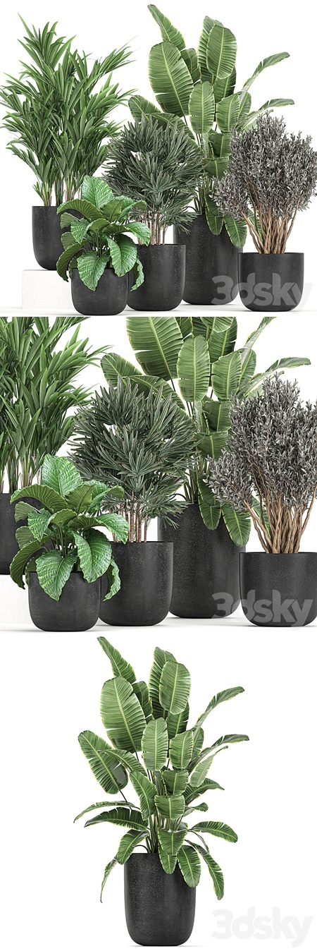 Plant collection 813. Banana, olive, Rapis, Alocasia, bushes, palm tree, black pot, interior,