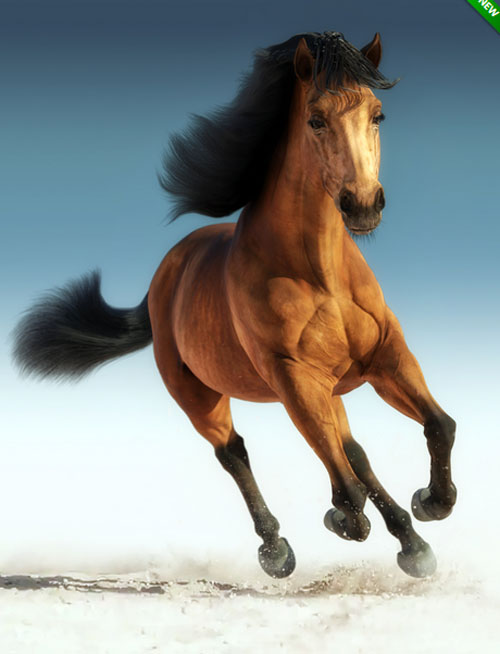 Daz Horse 3