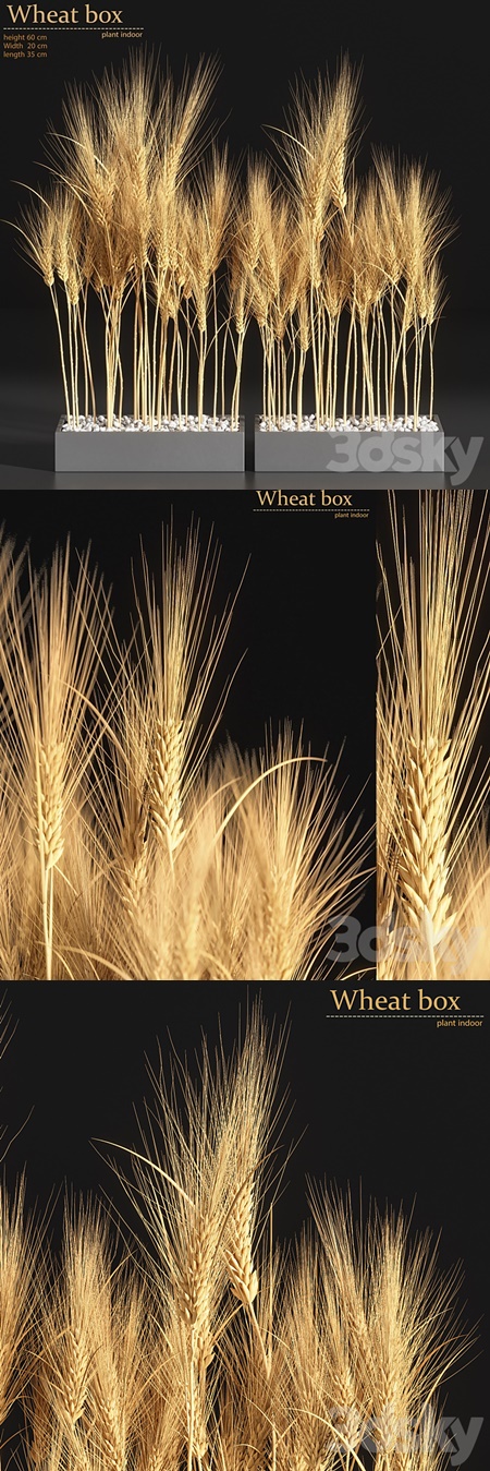 Wheat Box