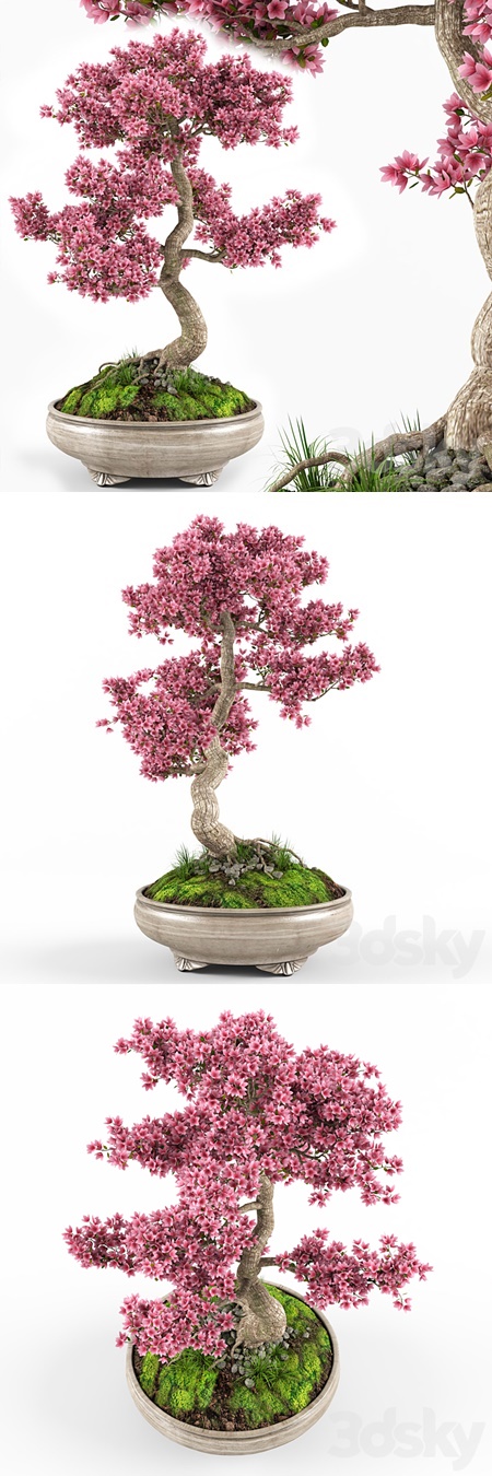 Sakura bonsai tree