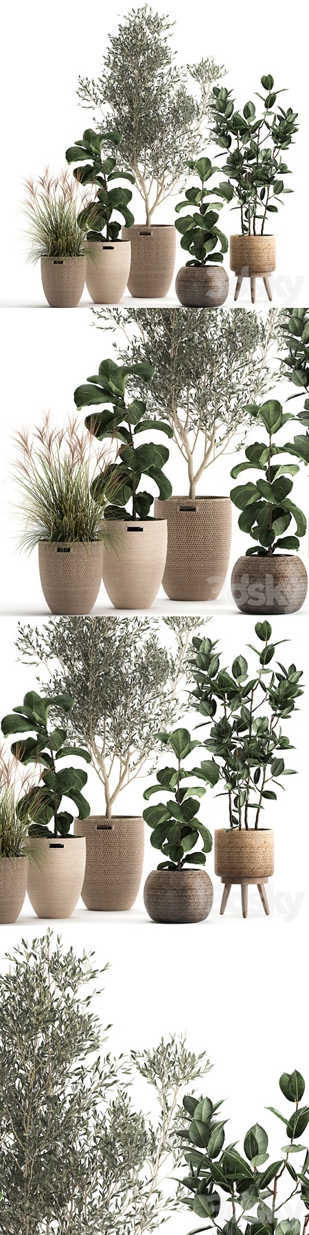 Plant collection 972. Olive, basket, rattan, tree, reed, flowerpot, eco design, Scandinavian style