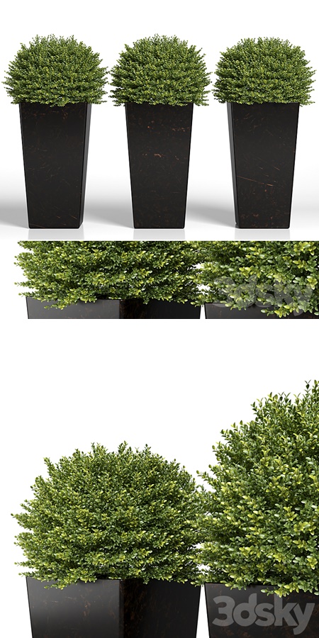 Buxus sempervirens in modern planters