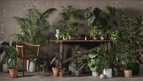 3DCollective - Interior Plants Pack 01