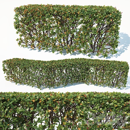 Cotoneaster lucidus # 3 customizable transparent hedge