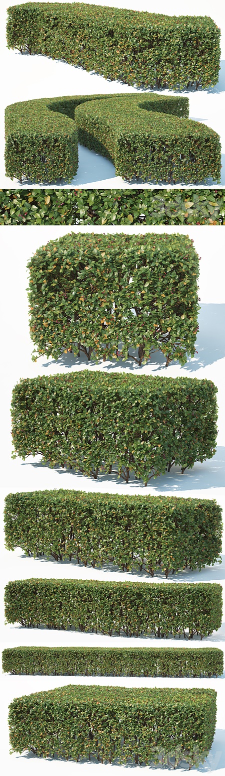 Cotoneaster lucidus # 6 wide rectangular hedge