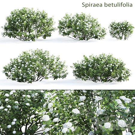 Spirea betulifolia