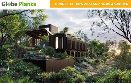 Globe Plants - Bundle 33 -New Zealand Home & Garden Plants