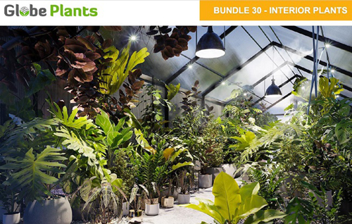 Globe Plants - Bundle 30 - Interior Pot Plants