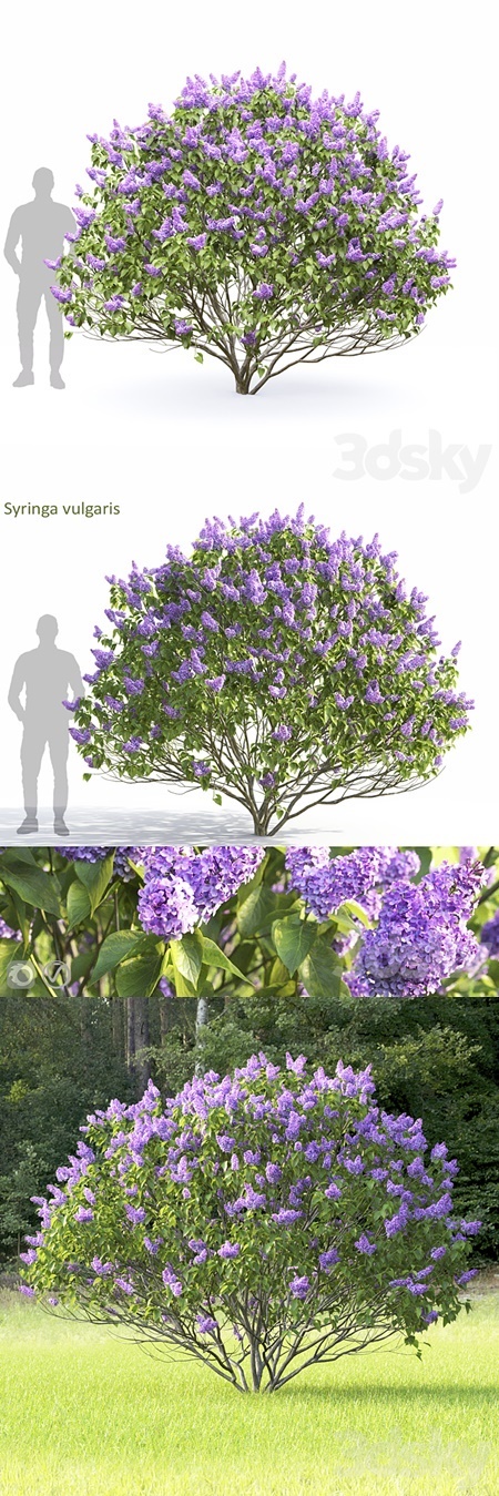 Syringa vulgaris