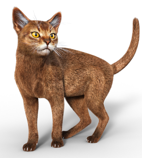 Abyssinian for Cat Mars