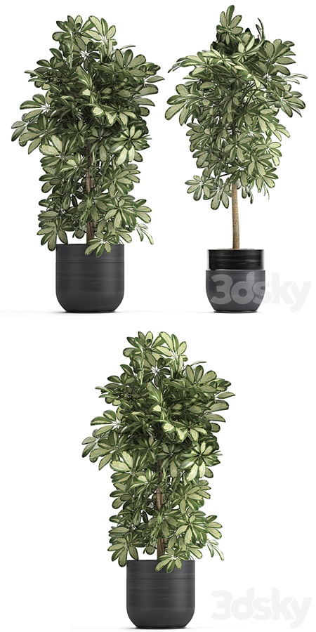 Plant Schefflera 765. Black pot, flowerpot, bush, thickets, exotic, decorative