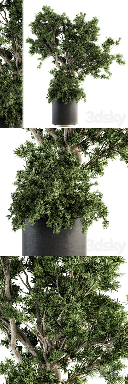 Outdoor Plants tree in Concrete Pot - Set 130