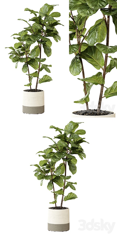 Ateliervierkant - Pot CL40 and Ficus Lyrata plant