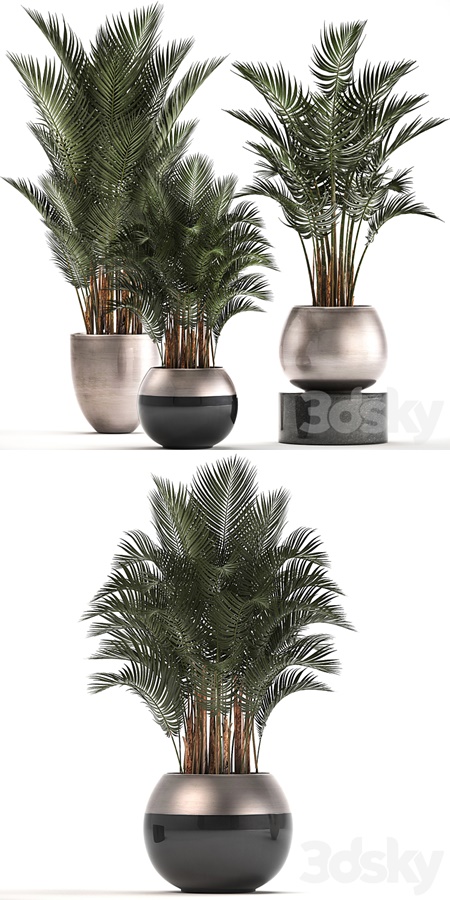 Plant collection 296. Home palm tree, howea, kentia, flowerpot, pot, luxury decor, interior, styl...