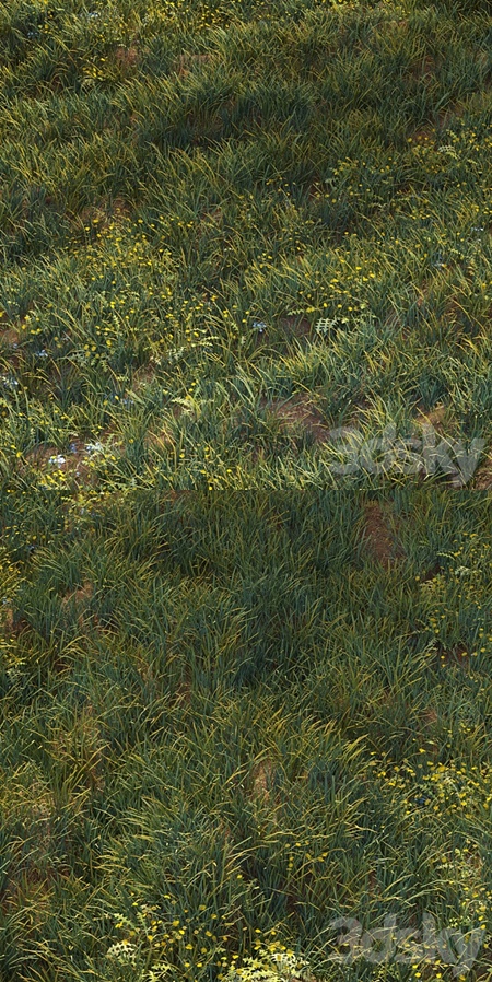 June grass
