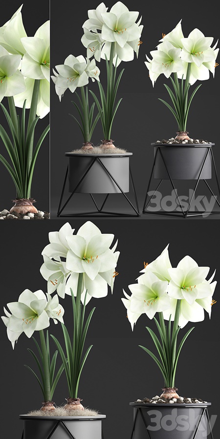 Collection of plants 310. Hippeastrum. Hippeastrum, potted flowers, indoor flowers, flowerpot,