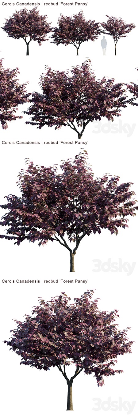 Cercis Canadensis | redbud "Forest Pansy"