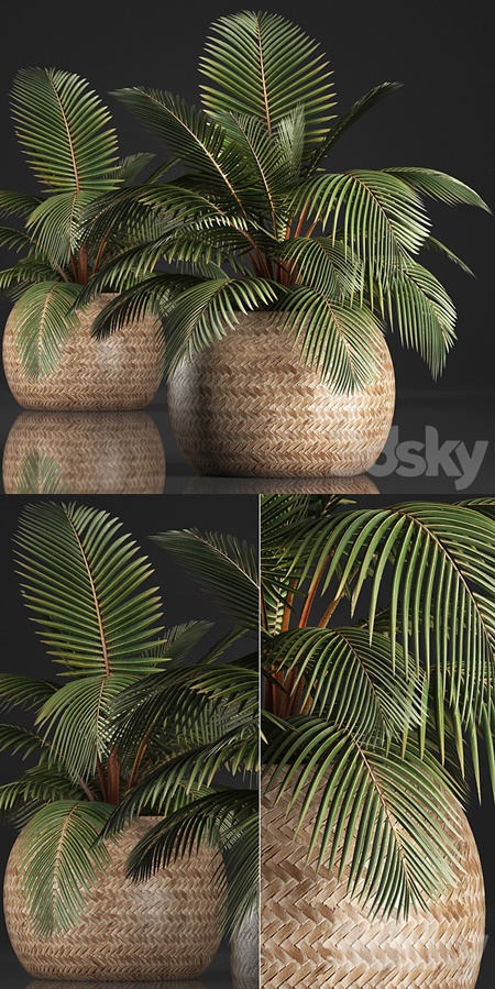 Plant Coconut palm 340. Small palm, basket, rattan, indoor, interior, eco design, natural decor