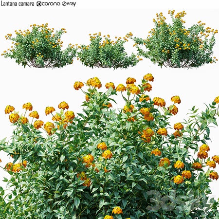 Lantana camara