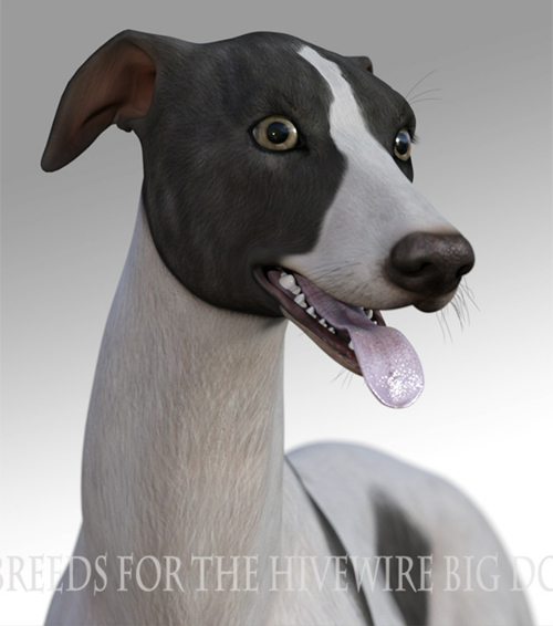 Breeds for the HW Dog - Greyhound