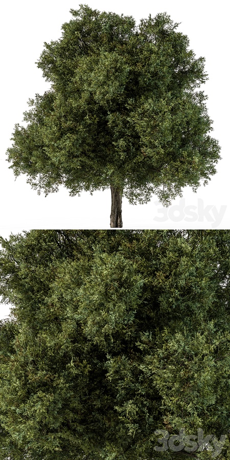 Tree Green Maple - Set 99