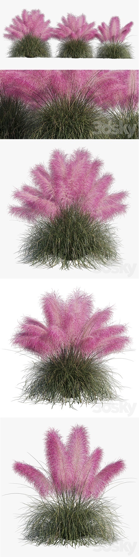 Muhlenbergia Capillaris - Pink Muhly Grass