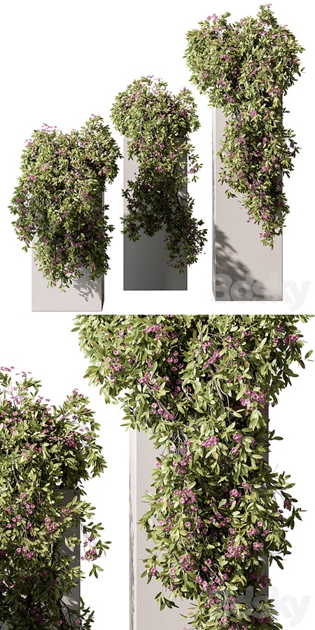 Hanging Plant in Box - Outdoor Plants 454