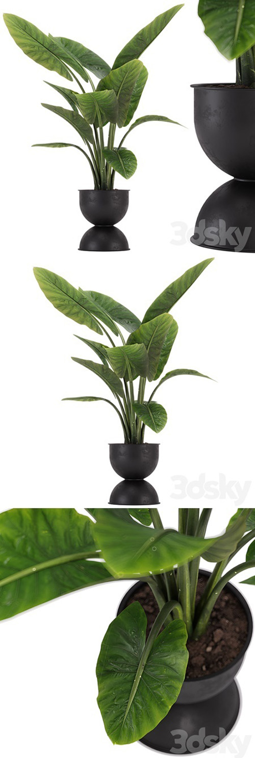 indoor plant set 36
