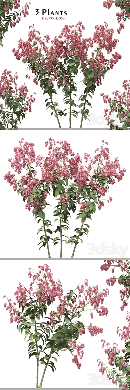 Set of Polygonum Orientale Plant ( Princes Feather ) ( 3 Plants )