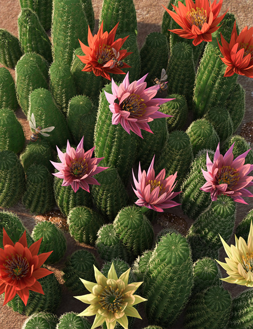 Peanut Cactus - Flowering Cacti