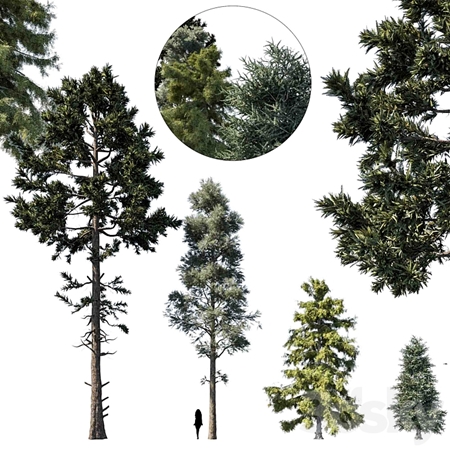 coniferous tree set 1