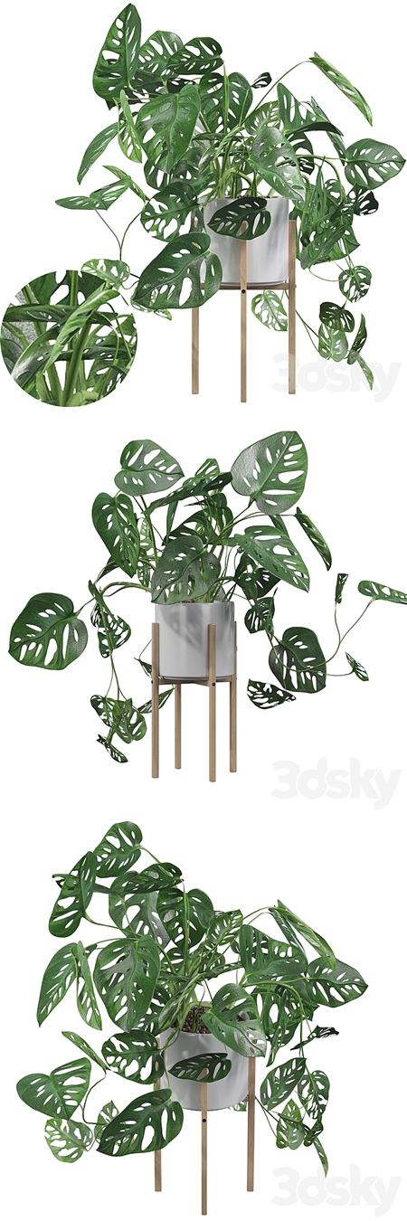 Plants collection 028 - Monstera monkey mask 02