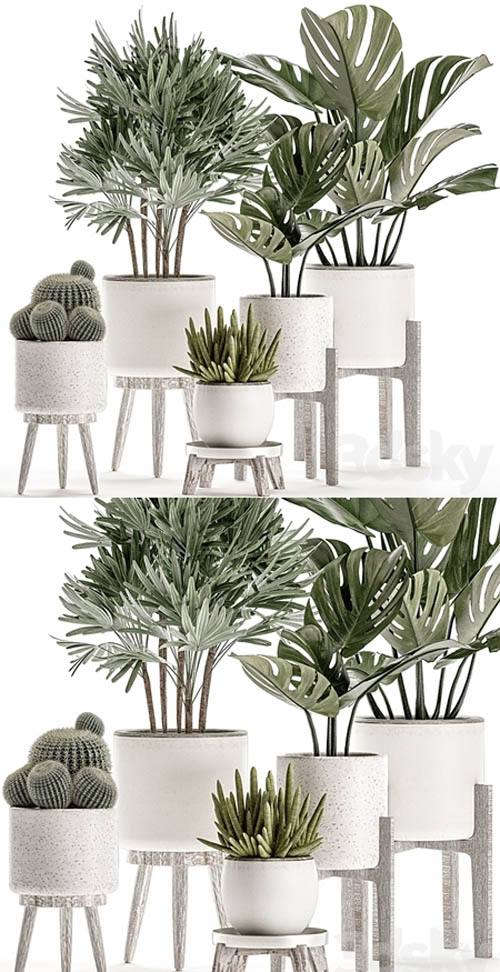 Plant Collection 509. White pot, flowerpot, monstera, painting, palm tree, cactus, Barrel cactus,