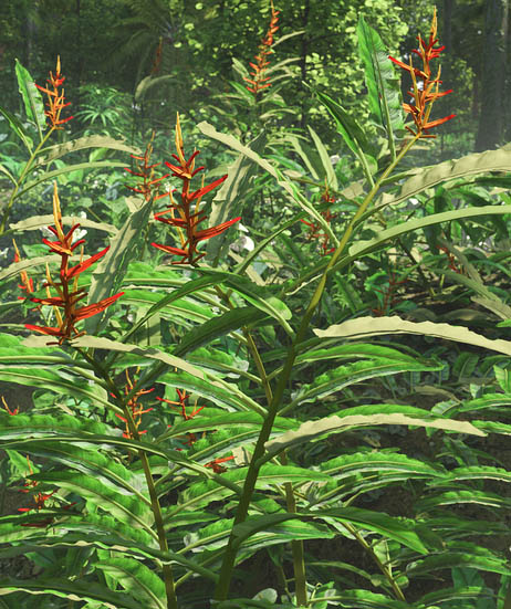 Heliconia longiflora - Exotic Flowers and Foliage