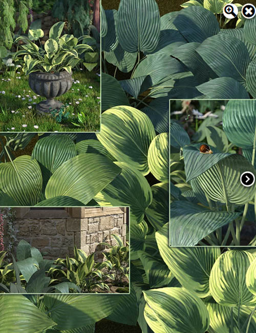 Hostas - Low Res Foliage Plants
