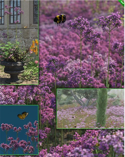 Verbena Bonariensis - Garden and Grassland Flowers