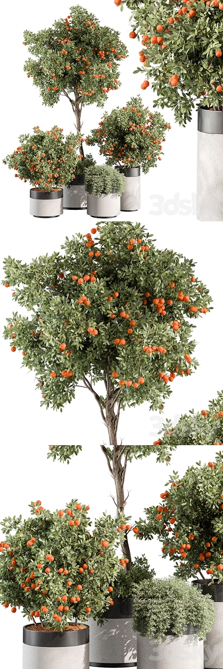 Outdoor Plant 513 – Orange Tree
