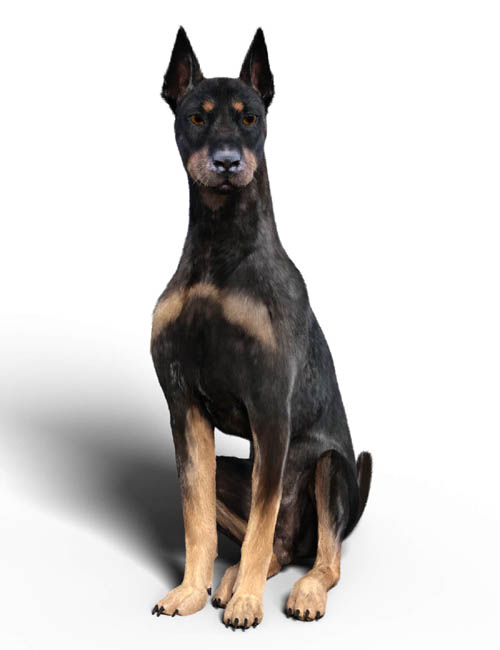 Doberman for Dog Nubis