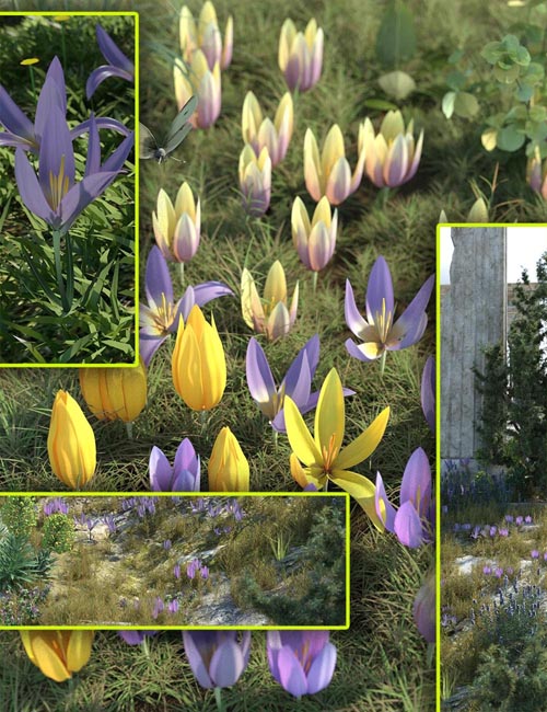 Crocus Plants - Spring Flowers