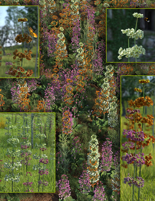 Candelabra Primula Flowers and Plants