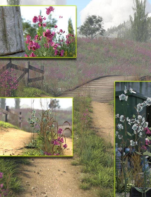 Wild Flowers - Campion