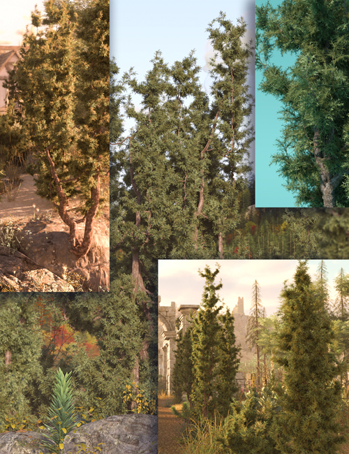 Mediterranean Juniper High Resolution Plants and Trees