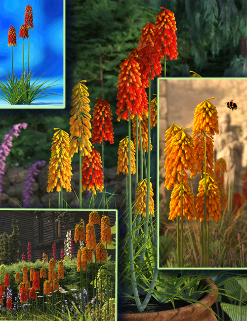 Kniphofia Plants - Red Hot Poker Flowers