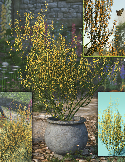 Flowering Broom (Cytisus) Bushes